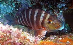 Chirodactylus spectabilis