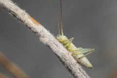 Oecanthus salvii
