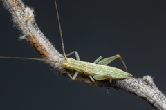 Oecanthus salvii
