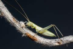 Oecanthus salvii