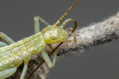 Oecanthus salvii