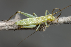 Oecanthus salvii