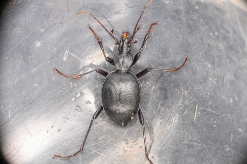 Pore-winged Snail-eating Beetle