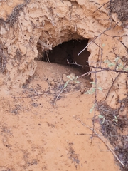 Vulpes vulpes arabica