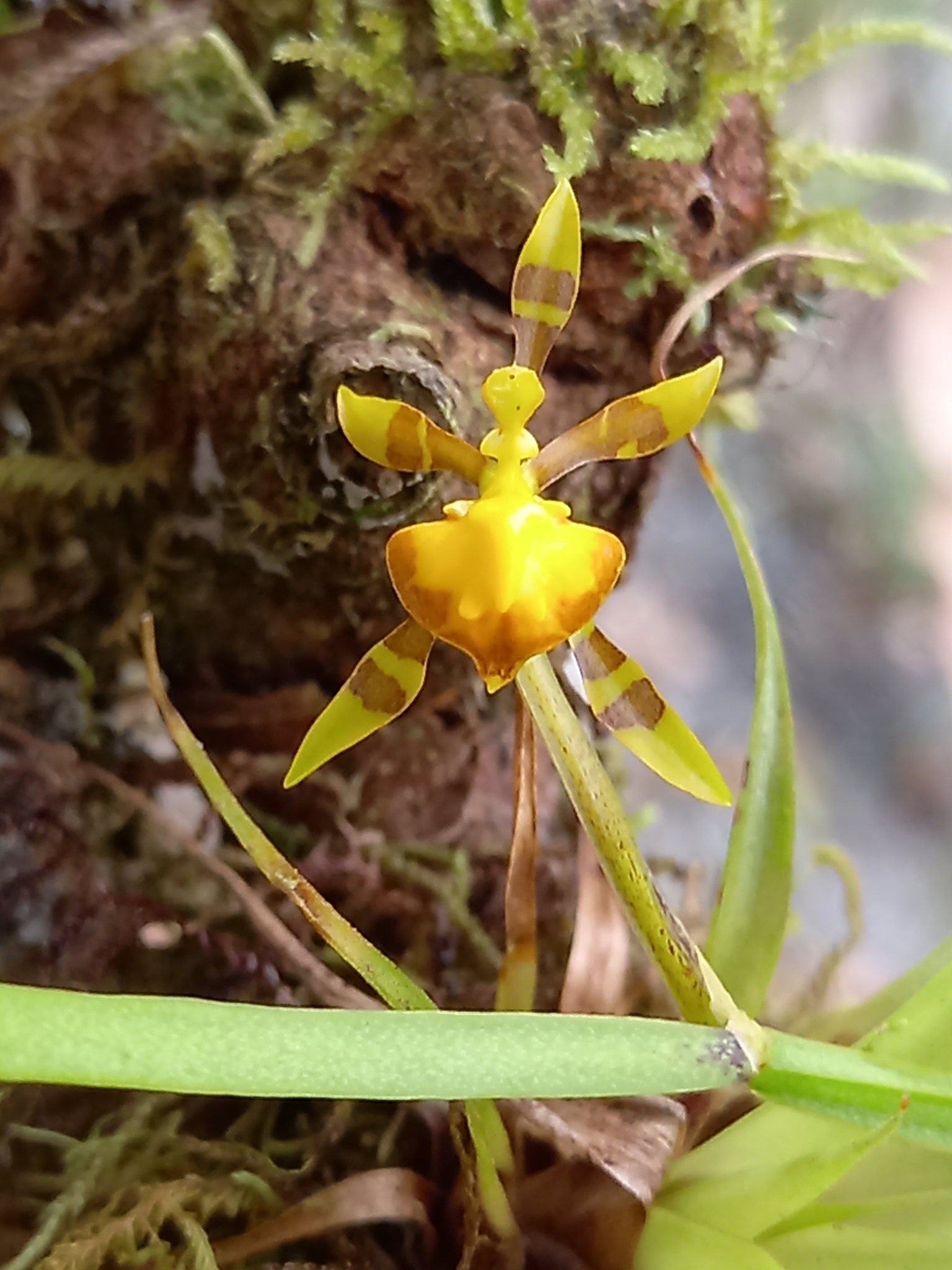 Cyrtochilum meirax (Rchb.f.) Dalström 3