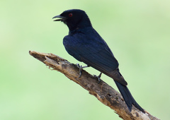 Fork-tailed Drongo - Photo (c) Ad Konings, some rights reserved (CC BY-NC), uploaded by Ad Konings