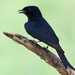 Fork-tailed Drongo - Photo (c) Ad Konings, some rights reserved (CC BY-NC), uploaded by Ad Konings