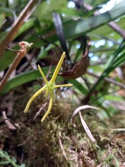 Maxillariinae