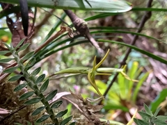 Maxillariinae