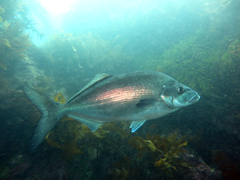 Latridopsis ciliaris