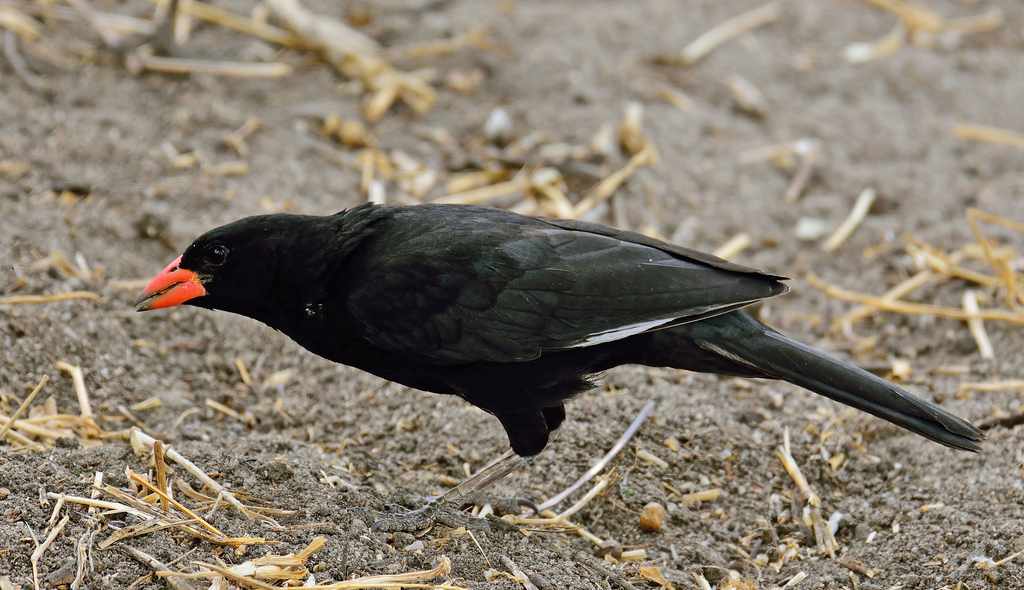 Black Buffalo-Weavers