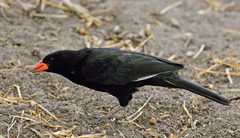 Red-Billed Buffalo Weaver photo 3