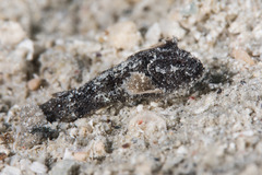 Paraploactis