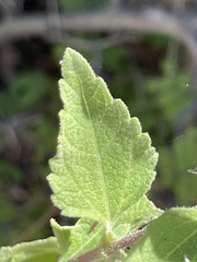 Brickellia peninsularis