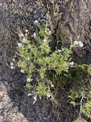 Brickellia peninsularis