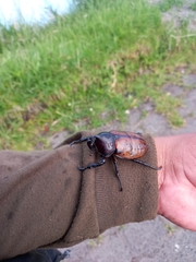 Mitracephala humboldti