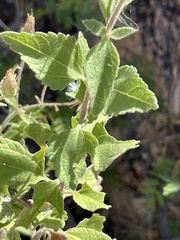 Brickellia peninsularis