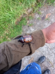 Mitracephala humboldti