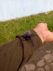 Mitracephala humboldti