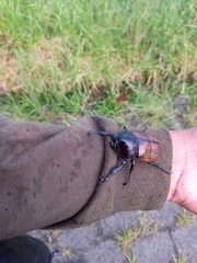 Mitracephala humboldti