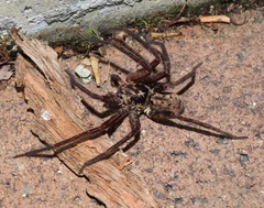 Heteropoda distincta