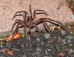 Heteropoda distincta