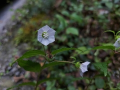 Cyclocodon lancifolius