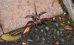 Heteropoda distincta