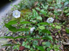 Cyclocodon lancifolius