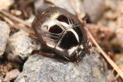 Saprininae