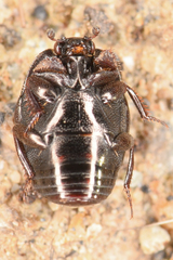 Saprininae