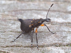 Hoplorhaphus spinifer