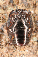 Saprininae