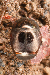 Saprininae