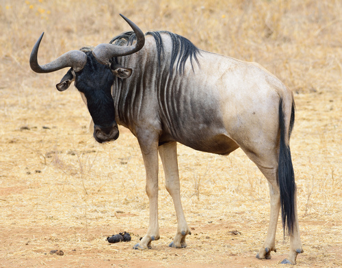 Common Wildebeest, photo 7 of 7