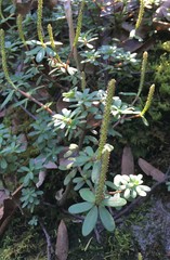 Peperomia leptophylla