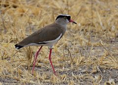Crowned Lapwing photo 2