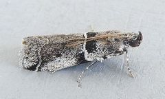 Quasisalebria admixta