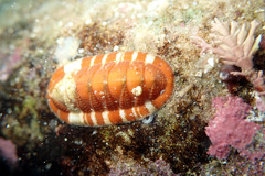 Rhyssoplax tricostalis