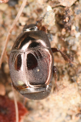 Saprininae