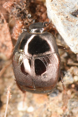 Saprininae