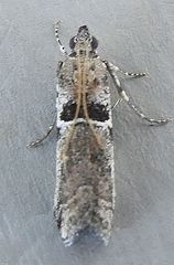 Quasisalebria admixta