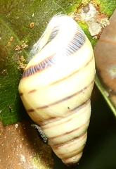 Drymaeus rufolineatus