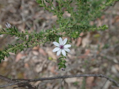 Olearia minor
