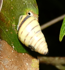 Drymaeus rufolineatus