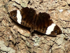 Ectima thecla