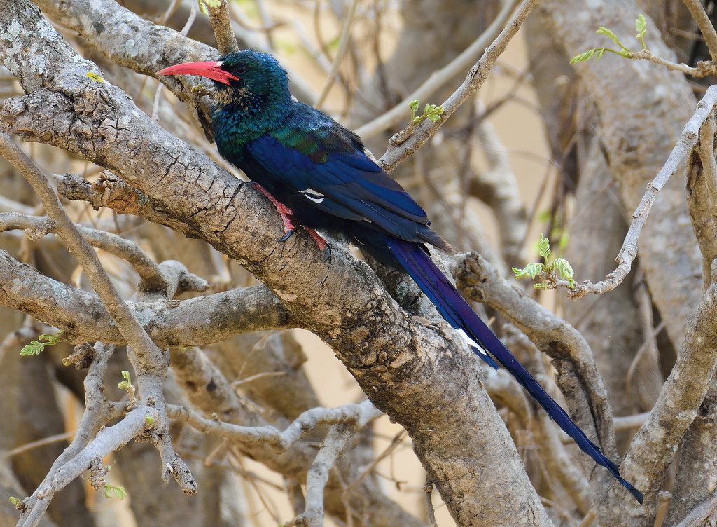 Green Woodhoopoe photo