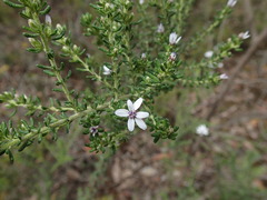 Olearia minor