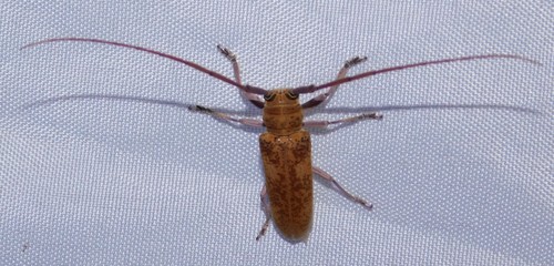 Prosopocera holoflava