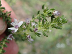 Olearia minor